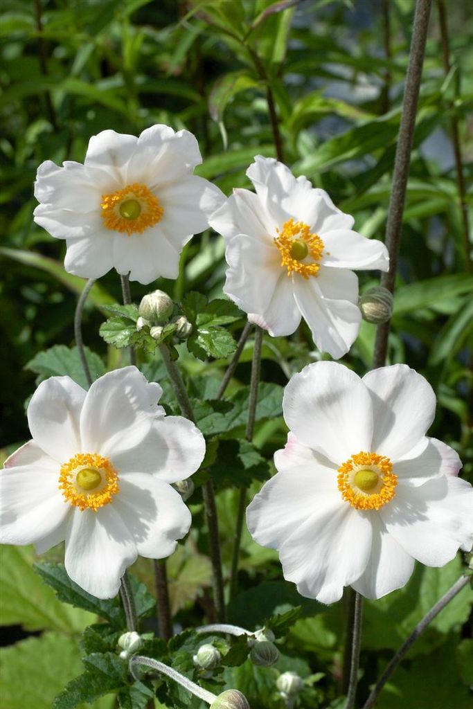 Anemone japonica 'Andrea Atkinson', Herbstanemone, weiß, Produktbild 