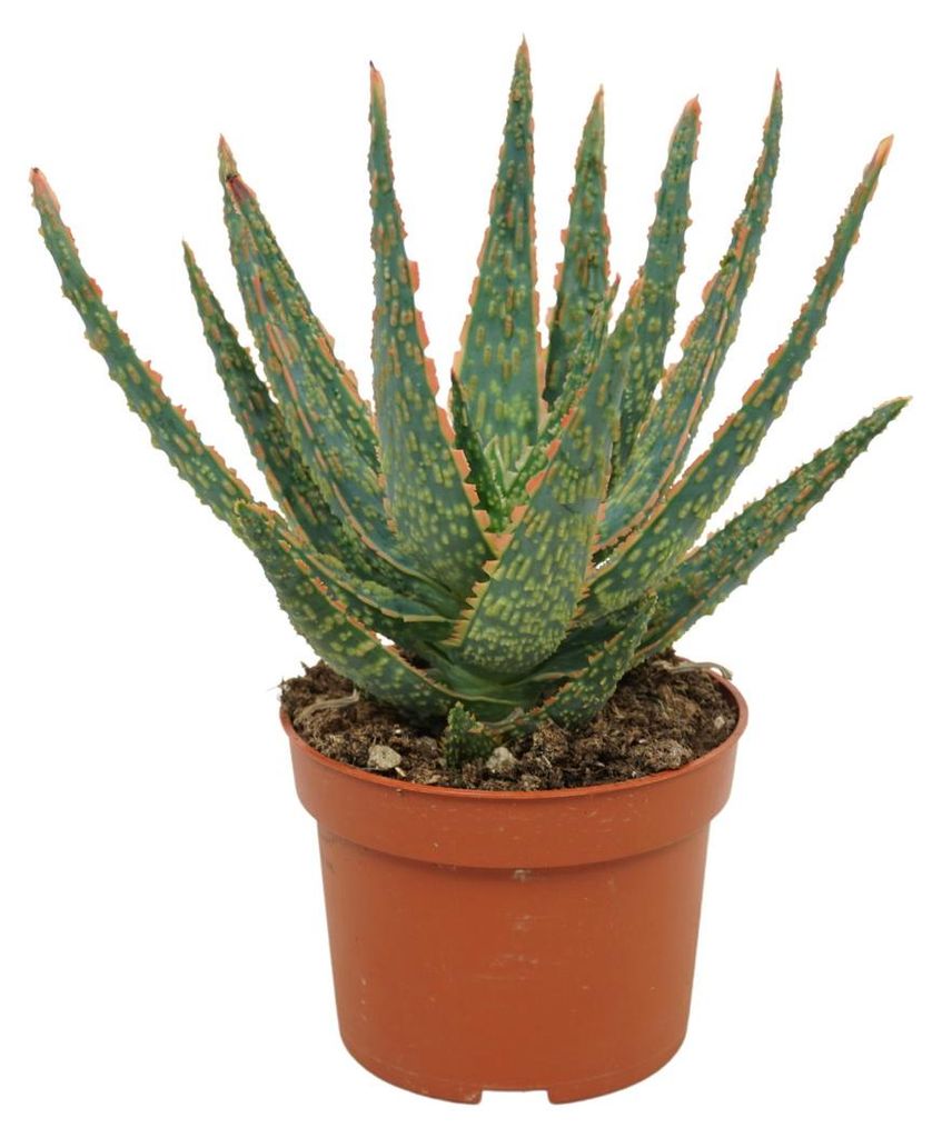 Aloe zebrina Danyz - Aloe mit orange-roten Rändern - Produktbild 