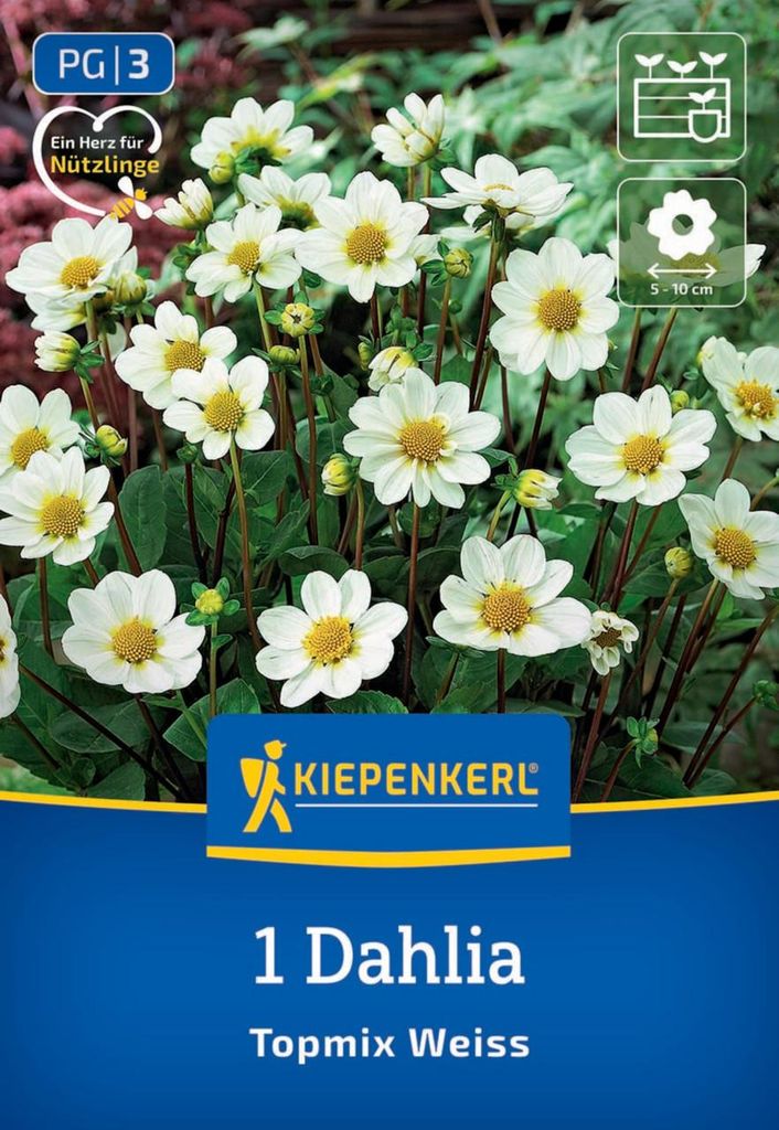 Kiepenkerl Beet und Topf Dahlie Topmix Weiß Dahlia x Hybrida 1 Pflanze
