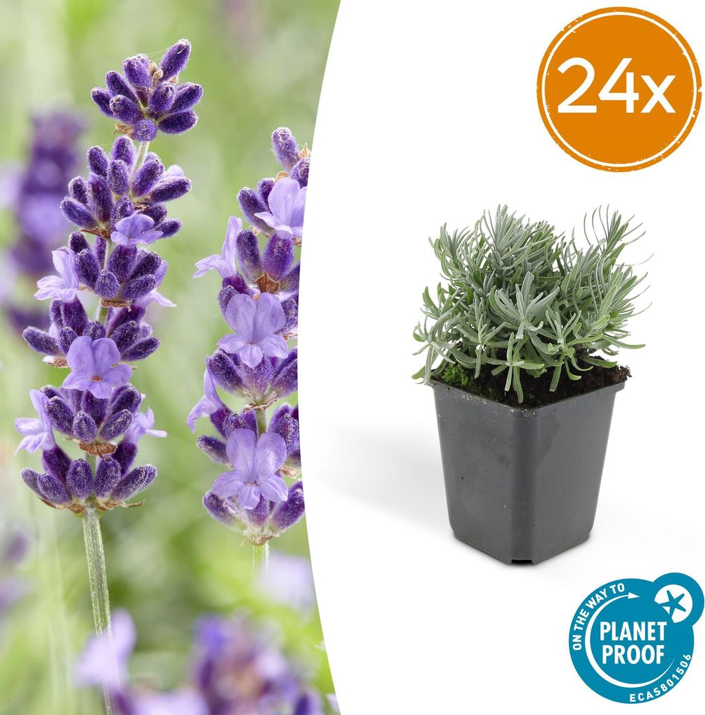 Lavandula angustifolia 'Hidcote' – winterharter Lavendel – 24 Pflanzen – duftend & bienenfreundlich – Ø9cm – 10–25cm