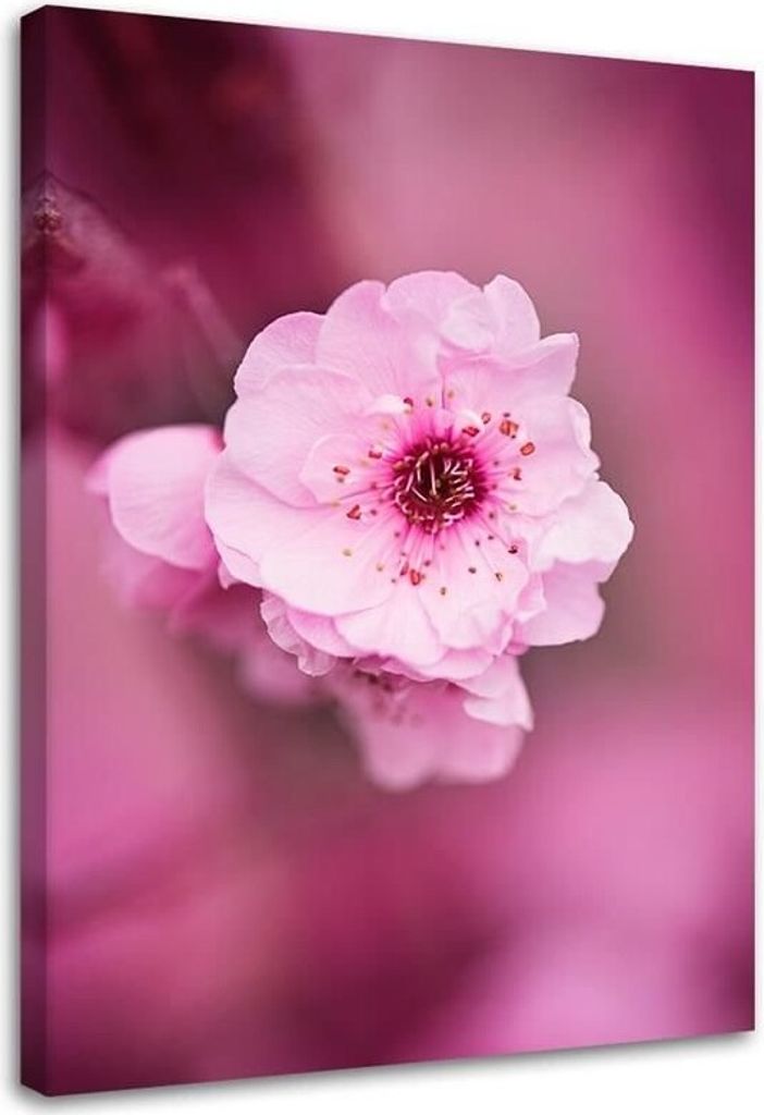 Leinwandbild kirschblüte auf rosa hintergrund 70x100 cm Feeby rosa wandbild bereit zum aufhängen