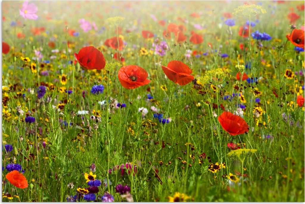 MuchoWow Poster Frühling - Blumen - Rot - Mohn - Gras - Grün 30x20 cm - Plakate - Print