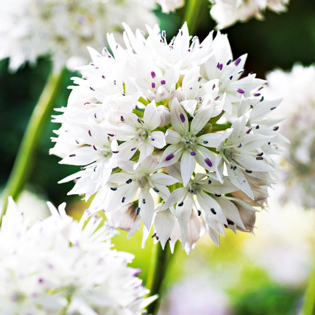 Blumenzwiebeln Zwiebeln Zierlauch Allium Gracefull 3 St. Produktbild 