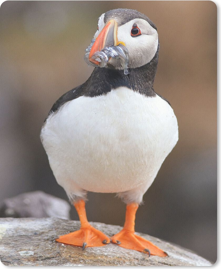 MuchoWow Mauspad Mousepad Papageientaucher 19x23 cm - Mousepads - Maus Mat - Pad - Mausunterlage - Mauspads - Spielen