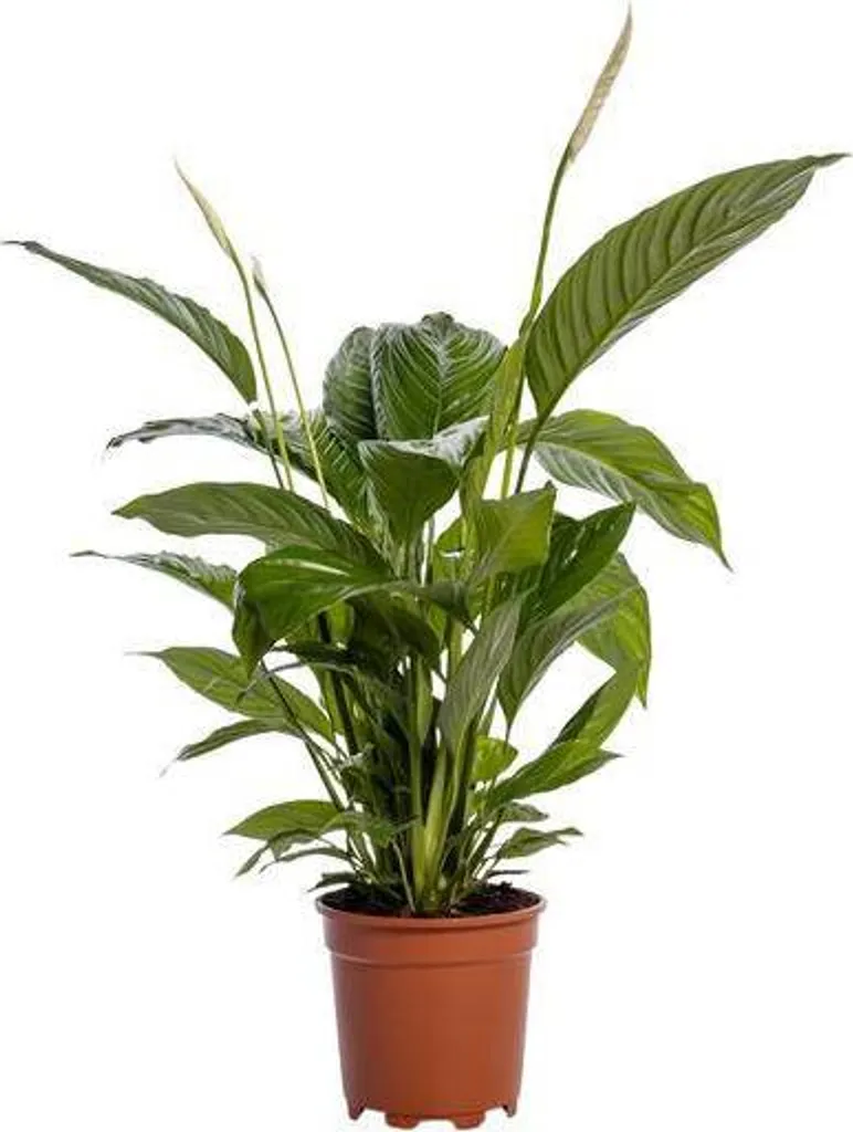 Spathiphyllum Bingo Cupido 80cm : La Plante Idéale pour Coins Sombres