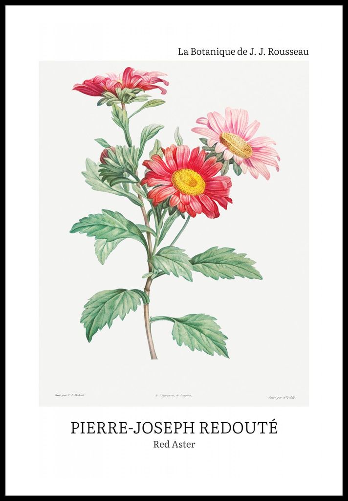 Plakat 61x91,5cm Design Roter Aster, Redoute Vintage für das Wohnzimmer