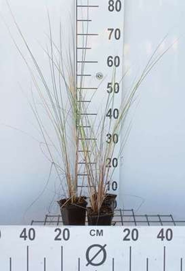 6 x Ammophila arenaria - Strandhafer - Topf 9 x 9 cm