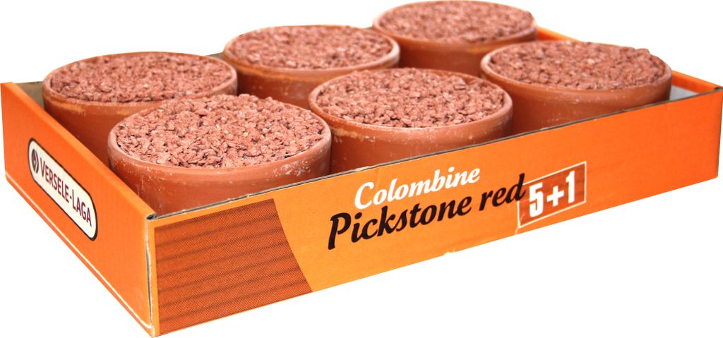 Colombine Pickstein Rot "Züchterpaket 5 + 1" - 3,6 kg