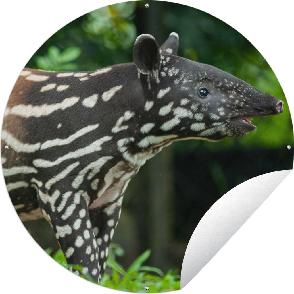 MuchoWow Gartenposter Outdoor-Poster Rund Junger Tapir im Dschungel Ø 90 cm Gartendeko Rundes Poster draußen