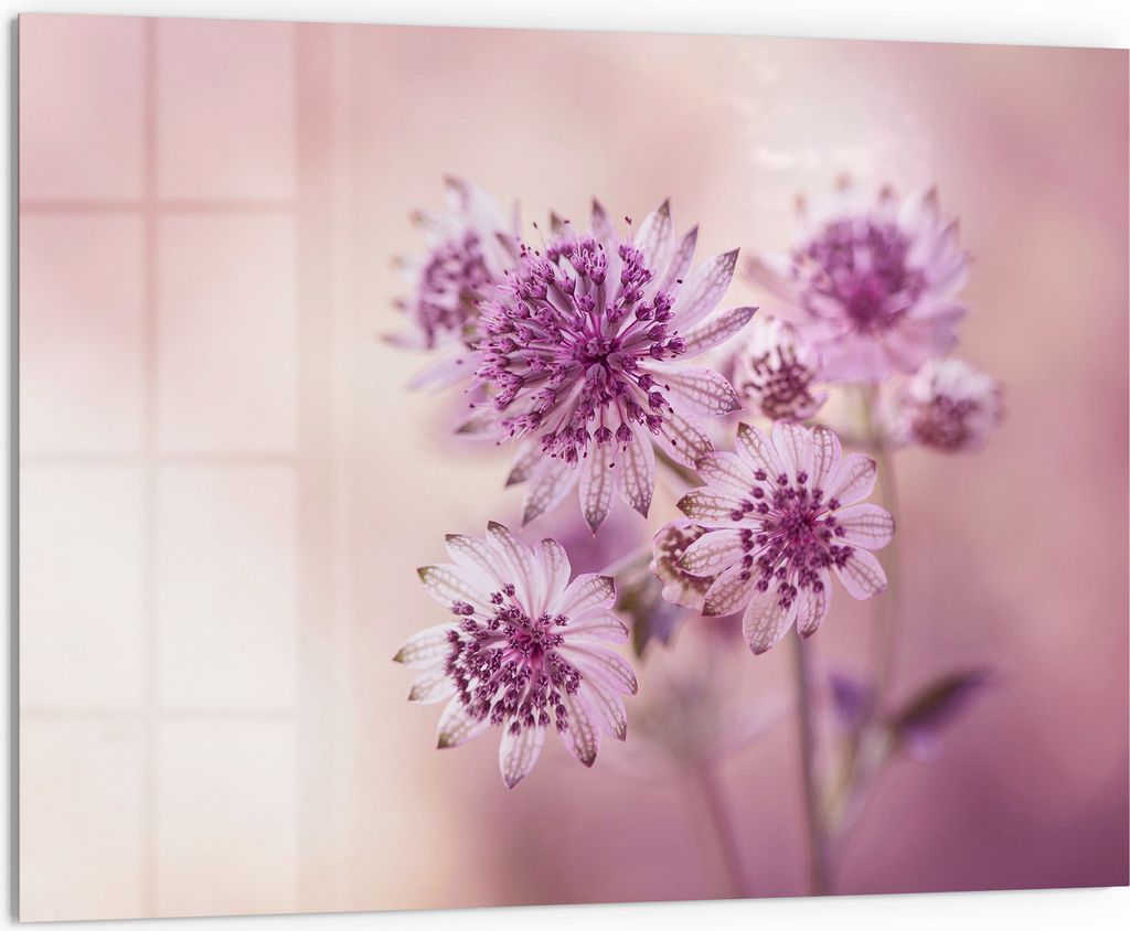 DEQORI Küchenrückwand Glas 80x60 cm 'Lila Sterndolden' Spritzschutz Bad Rückwand Küche
