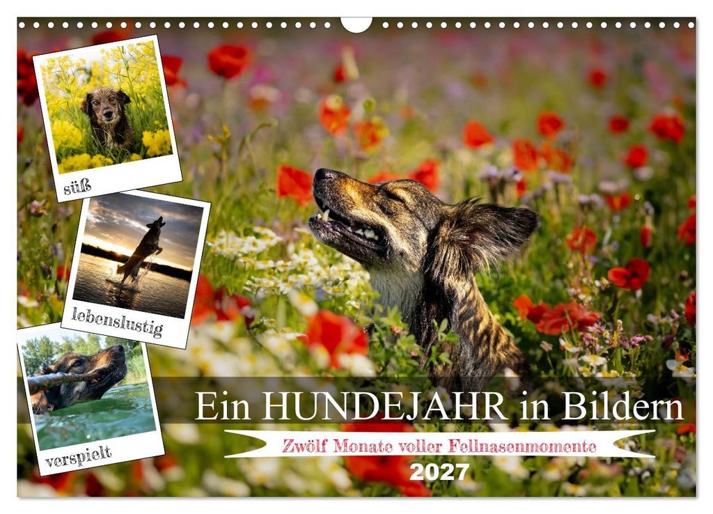 Ein Hundejahr in Bildern (Wandkalender 2027 DIN A3 quer), CALVENDO Monatskalender