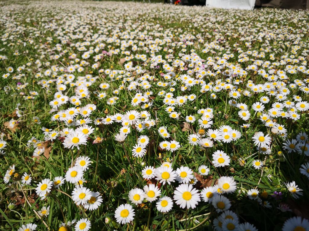 5000 Samen Gänseblümchen Bellis perennis Tausendschön Produktbild 
