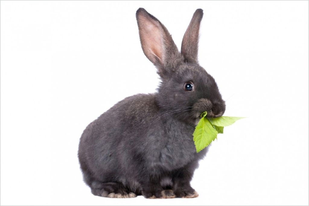 Wallario Poster - Süßes Kaninchen mit Grünzeug beim Produktbild 