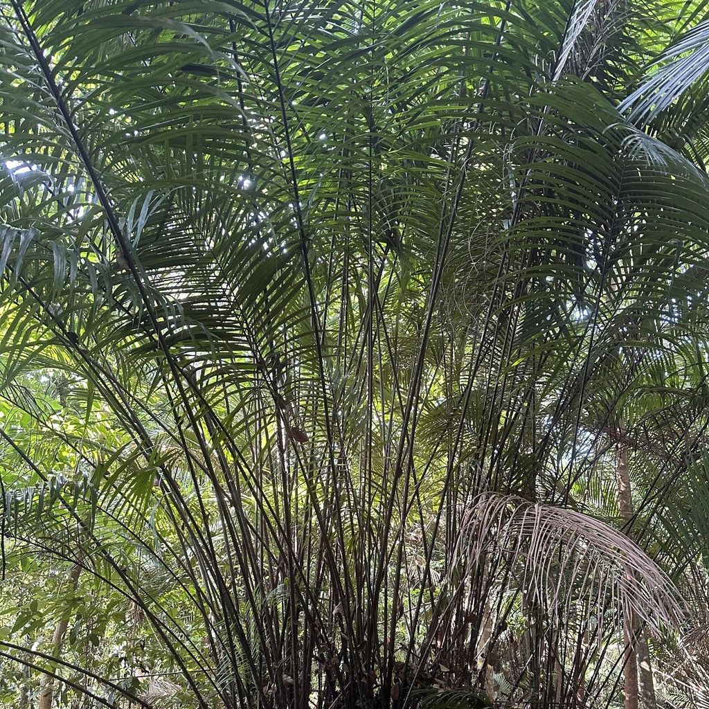 Bertam-Palme (Eugeissona tristis) - 1 Samen