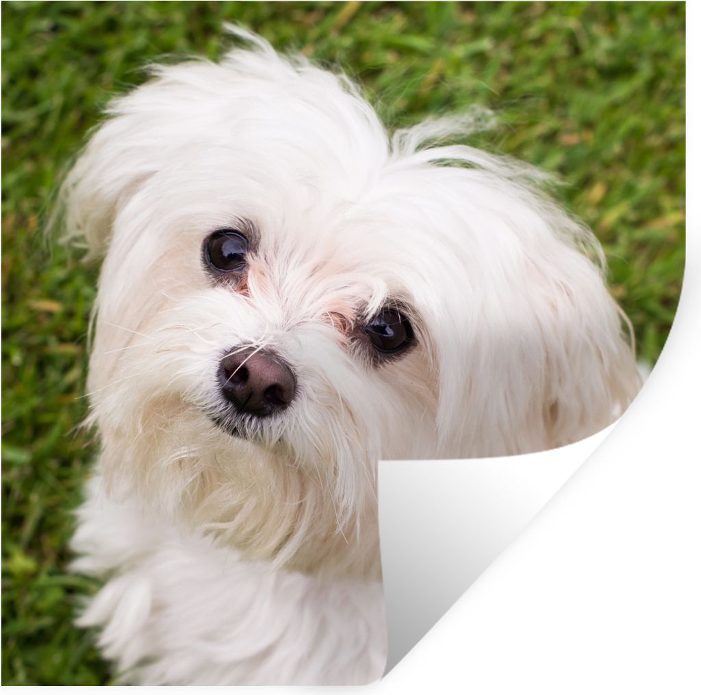 MuchoWow Wandtattoo Wandsticker Wandaufkleber Malteserhund schaut auf 80x80 cm Selbstklebend und Repositionierbar - Wierderverwendbar - Selbstkle...