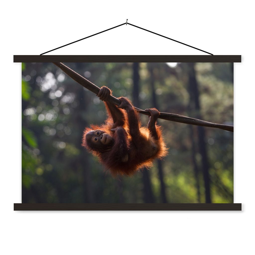 MuchoWow Textilposter Junger Orang-Utan hängt an einem Ast 90x60 cm mit schwarzem Rahmen - Aufhängungssatz