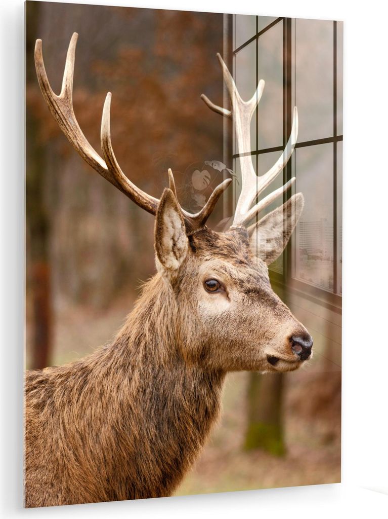 MuchoWow Glasbilder - Bilder auf Wandbild - Foto auf Glas Hirsch - Tier - Wald - Herbst - Hirschkopf - Braun - Natur 60x80 cm Wanddekoration aus Gl...