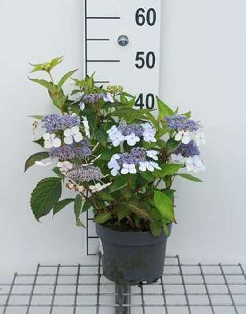 Hydrangea serr. 'Bluebird' - Hortensien  25- 30 cm Produktbild 