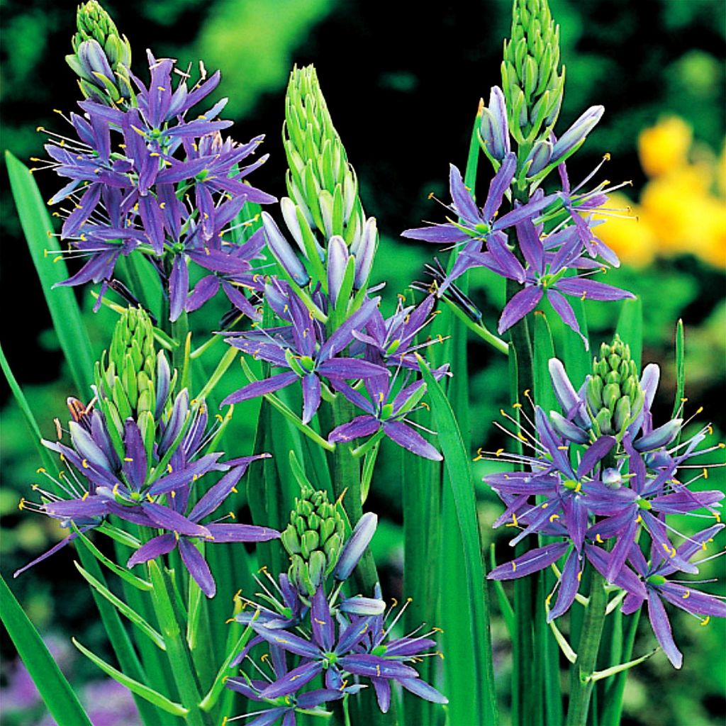 Camassia bulbi Fiori Bulbi di fiori blu 1 pz. Immagine del prodotto 