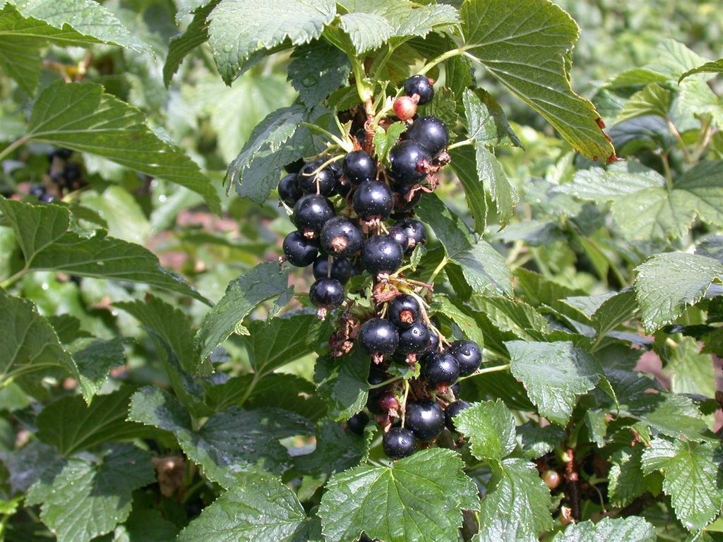 Ribes nigrum 'Silvergieters', Schwarze Johannisbeere, 40–60 cm