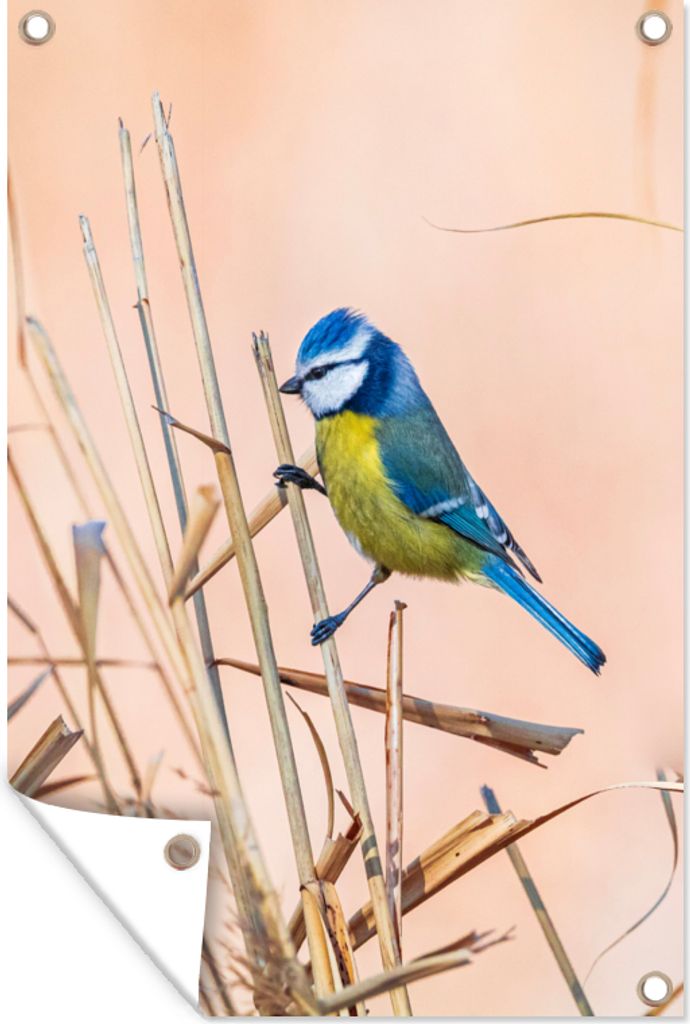 MuchoWow 40x60 cm Outdoor-Poster Gartendeko Sichtschutz Garten Poster für den Garten Vogel - Blaumeise - Schilf