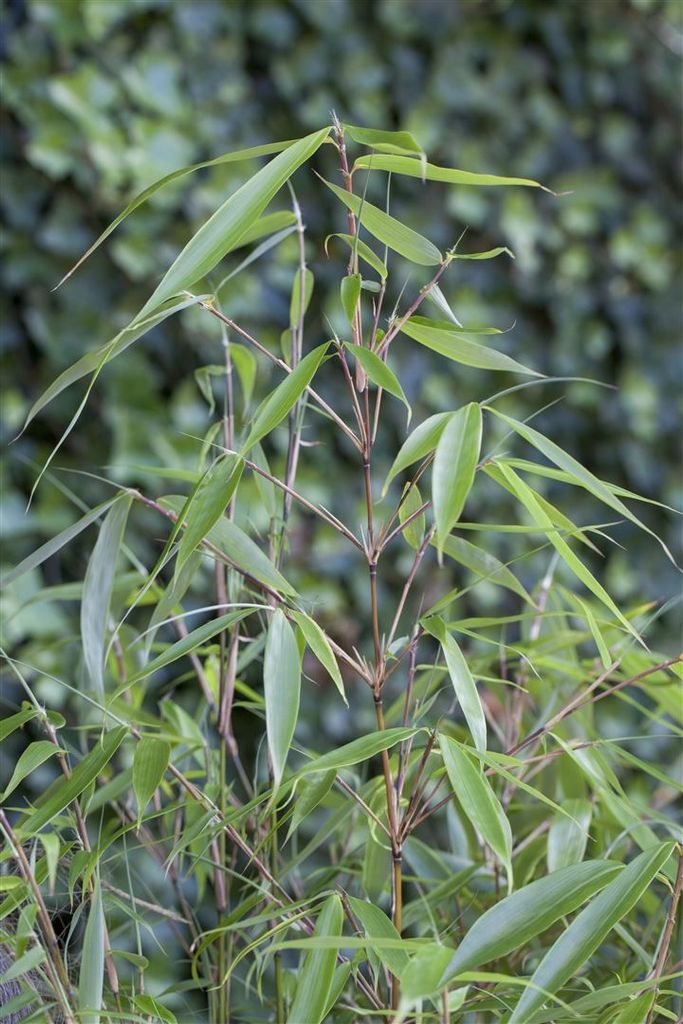 Fargesia robusta 'Pingwu', Bambus, immergrün, 80–100 cm