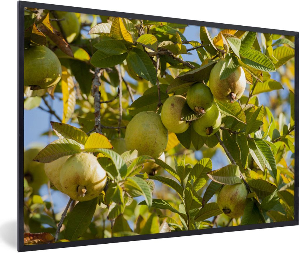 MuchoWow Gerahmtes Poster Ein Guavenbaum in voller Pracht im sonnigen Kalifornien 90x60 cm - Poster mit Schwarzem Bilderrahmen Wandposter Rahmen ...