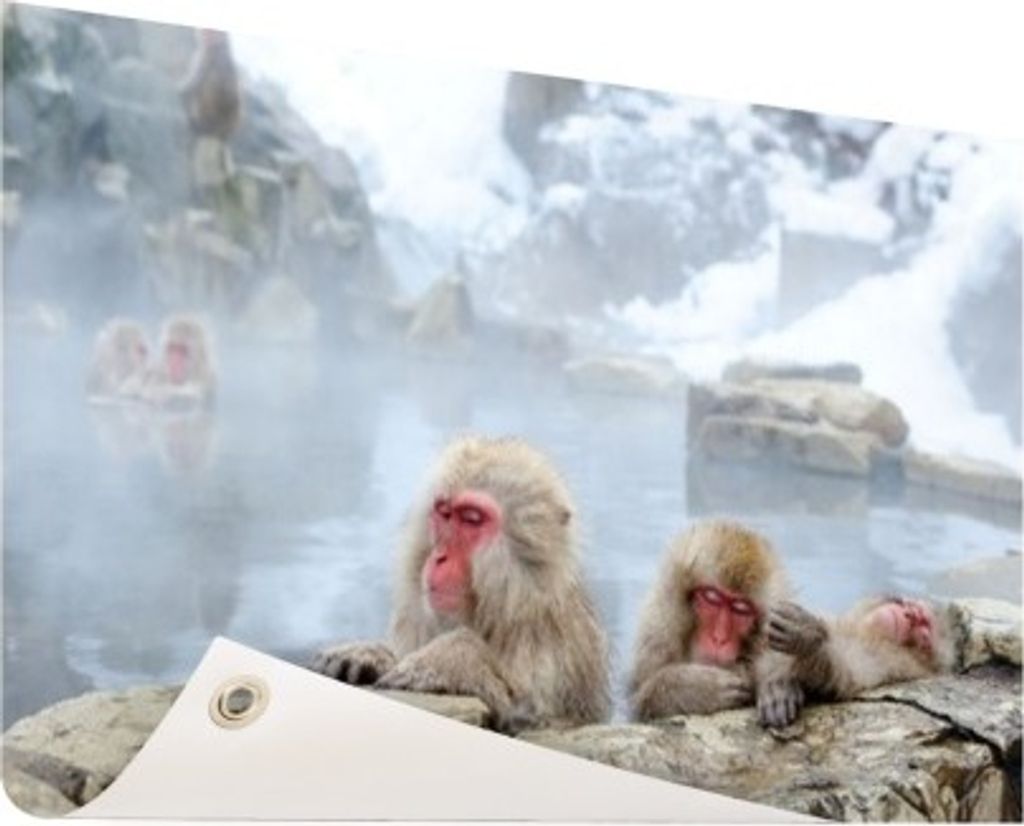 Gartenposter - 60x40 cm - Badende Schneeaffen - Modernes Wandbilder - Wilde Tierposter