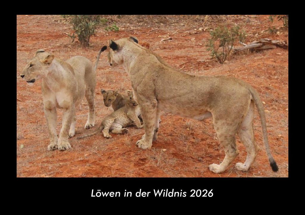 Löwen in der Wildnis 2026 Fotokalender - Querformat DIN A3, Monatskalender mit Bild-Motiven von Haustieren, Bauernhof, wilden Tieren und Raubtieren