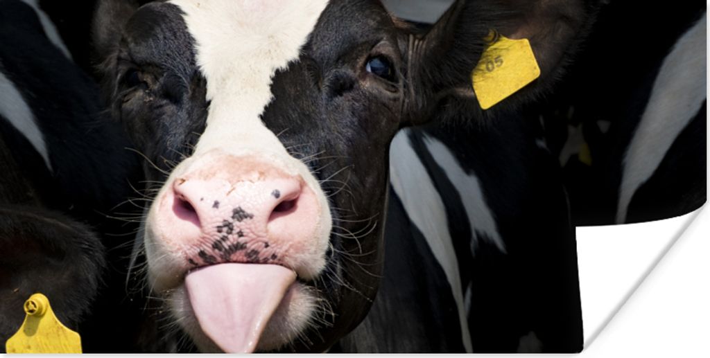 MuchoWow Poster Kuh - Licht - Porträt 150x75 cm - ohne Rahmen