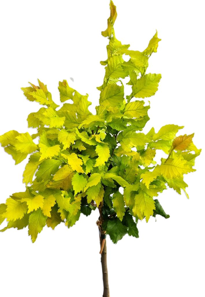 Orme 'Ulmus hollandica Wredei' Haute tige 80 - 100 cm Image du produit 
