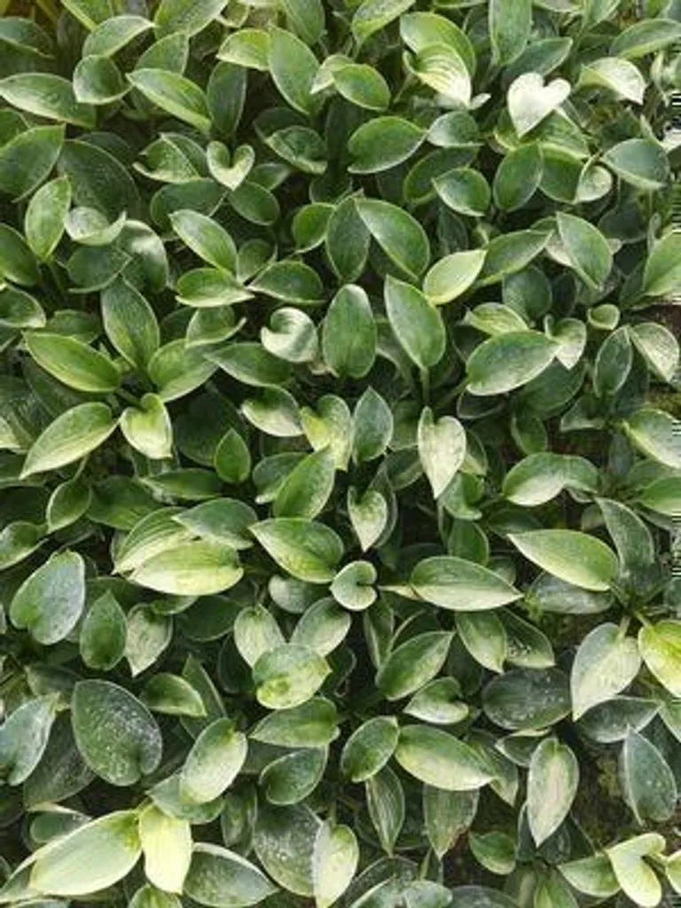 Hosta Love Pat feuillage bleu gaufré 6 plantes pour jardin frais