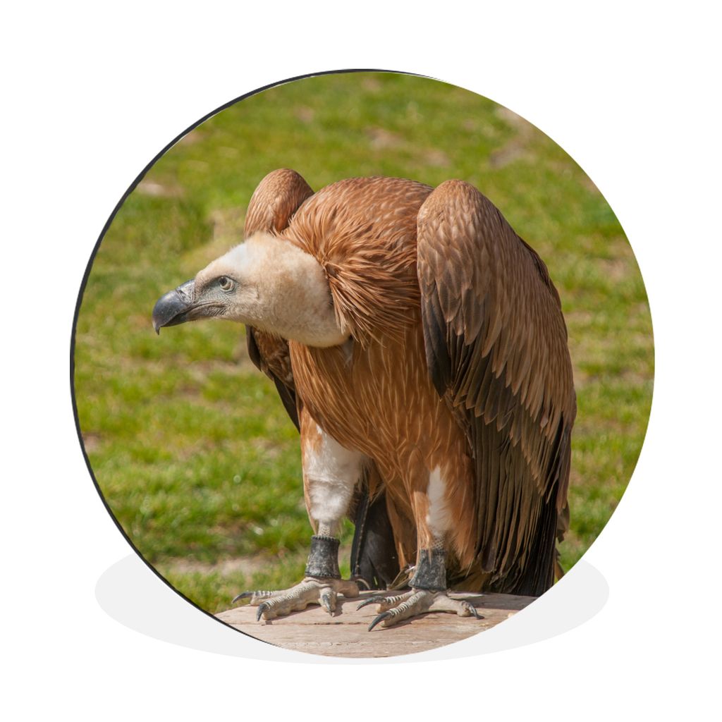 MuchoWow Aluminium Wandkreis Kahlkopfgeier auf einem Baumstumpf Ø 90 cm Wanddeko Modern Wohnzimmer - Mauerkreis - Wandbilder - Runde Bild - Bild...