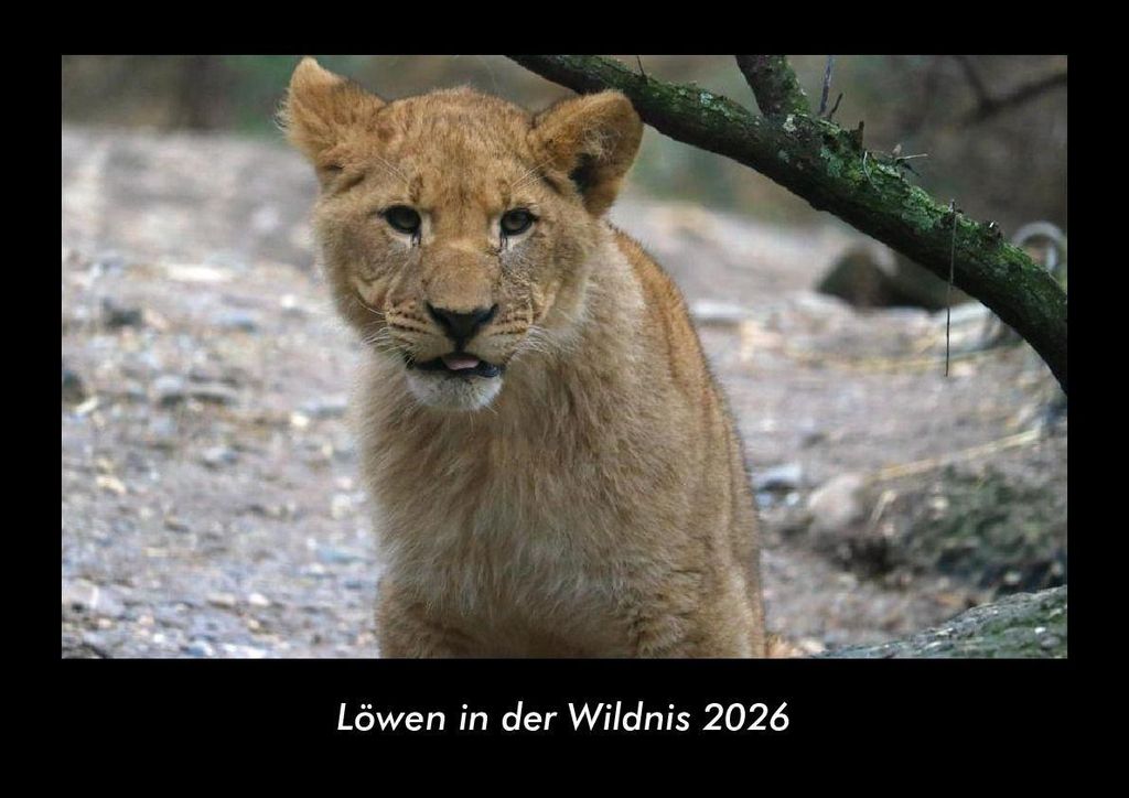 Löwen in der Wildnis 2026 Fotokalender - Querformat DIN A3, Monatskalender mit Bild-Motiven von Haustieren, Bauernhof, wilden Tieren und Raubtieren