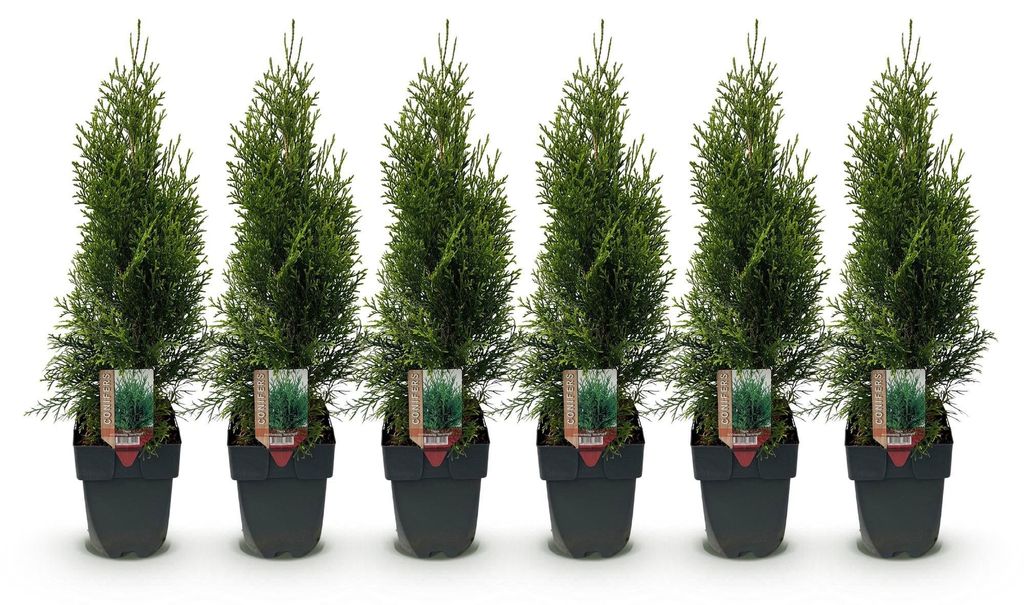 GreenboutiQ - Heckenpflanzen - Thuja occidentalis Smaragd - Produktbild 