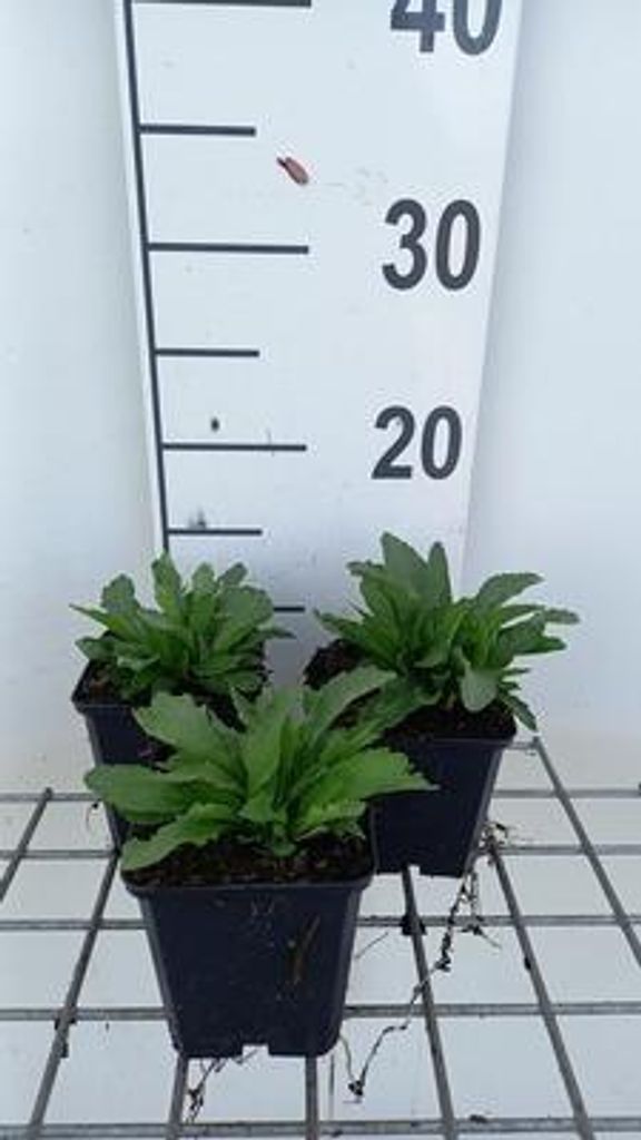 6 x Leucanthemum (s) 'Snow Lady' - Margerite - Topf 9 x 9 cm