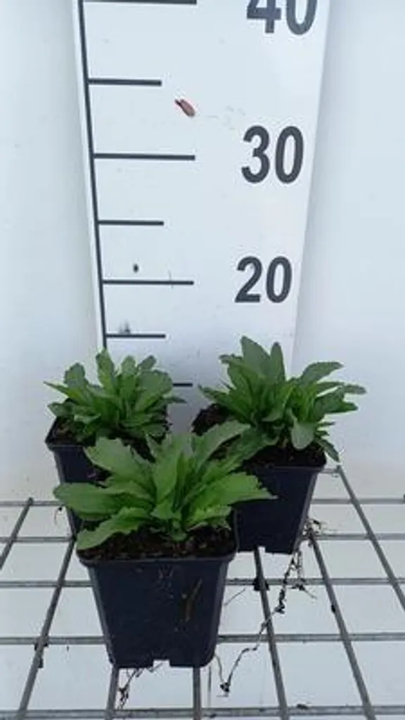 6 x Leucanthemum Snow Lady Marguerite en Pot 9cm Vivace Blanche