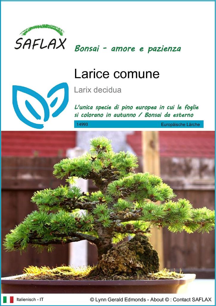SAFLAX  - Larice comune - 75 semi - Larix Immagine del prodotto 