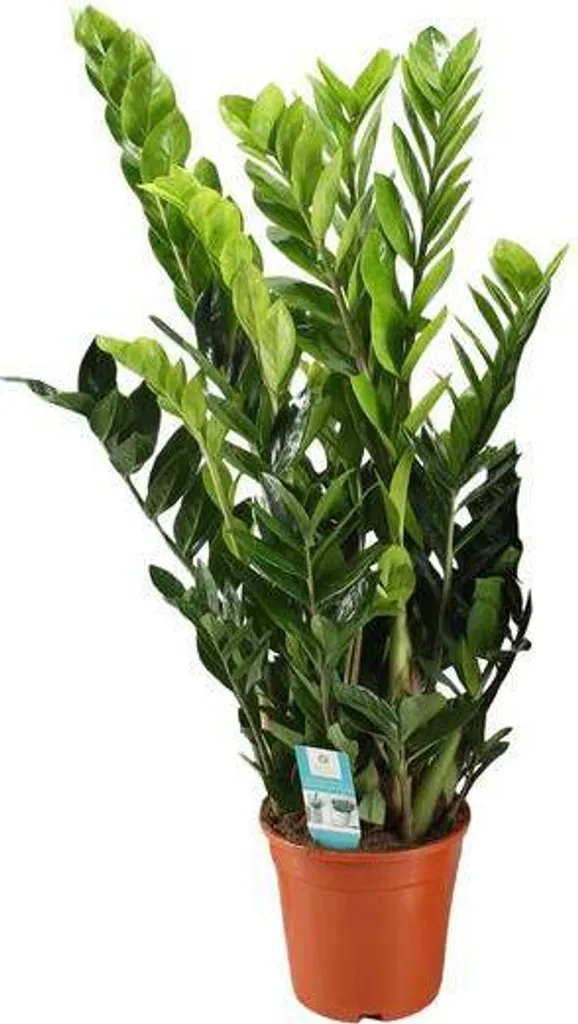 Plante d'intérieur Zamioculcas grand modèle pour salon et bureau