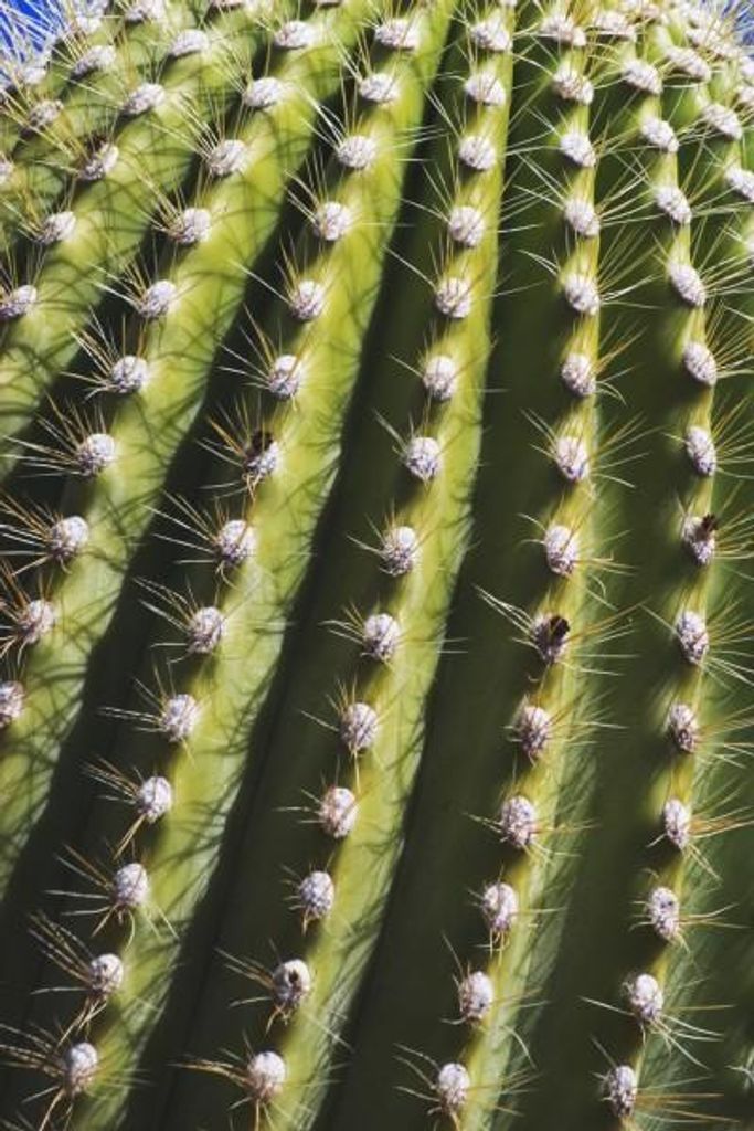 Carnegia gigantea Samen, 20 Stück, kräftiger Wüstenkaktus Produktbild 