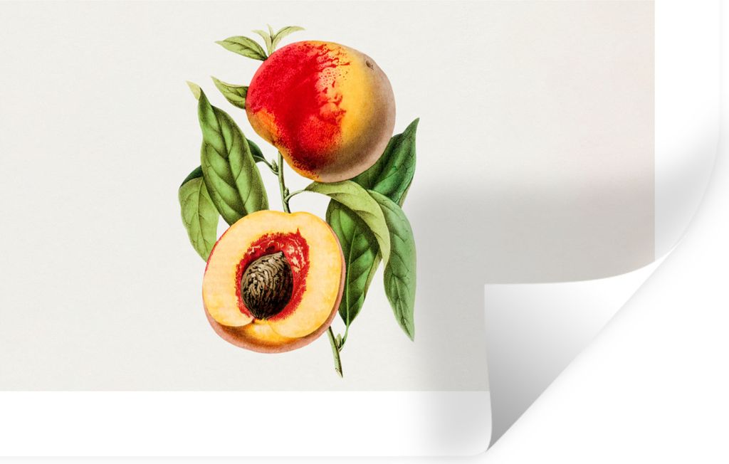 MuchoWow Wandtattoo Wandsticker Wandaufkleber Pfirsich - Lebensmittel - Obst 60x40 cm Selbstklebend und Repositionierbar - Wierderverwendbar - Se...