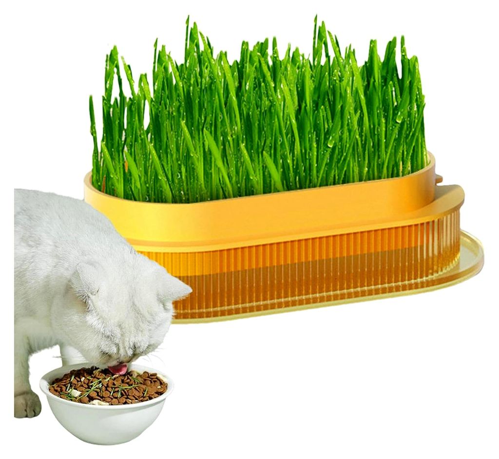 Katzengraskästen - Pflanztöpfe für Katzengras im Innenbereich - Hydrokultur-Pflanzbehälter für Katzengras