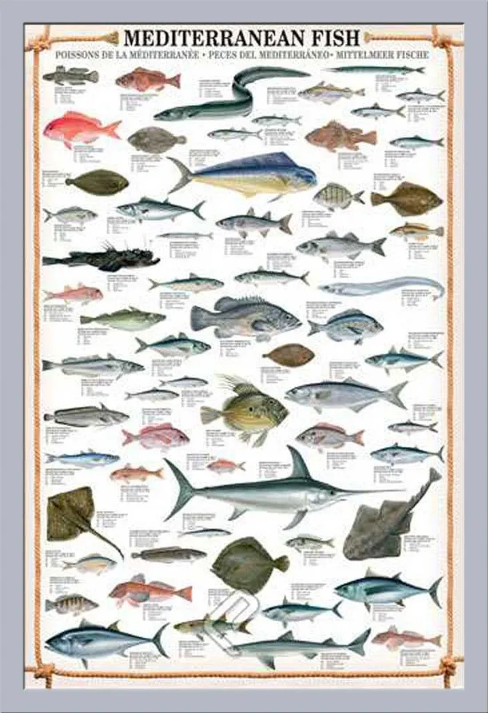 Poster Éducatif Poissons de Méditerranée Cadre MDF Argenté 50x70 cm
