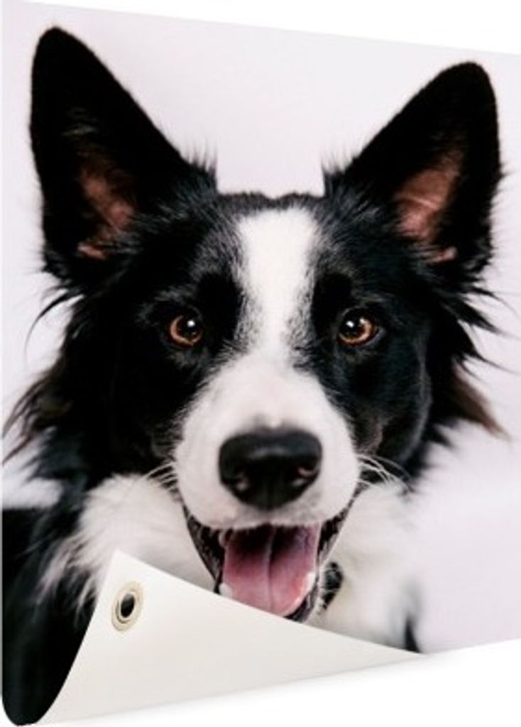 MuchoWow 60x80 cm Outdoor-Poster Gartendeko Sichtschutz Garten Poster für den Garten Fröhlicher Border Collie