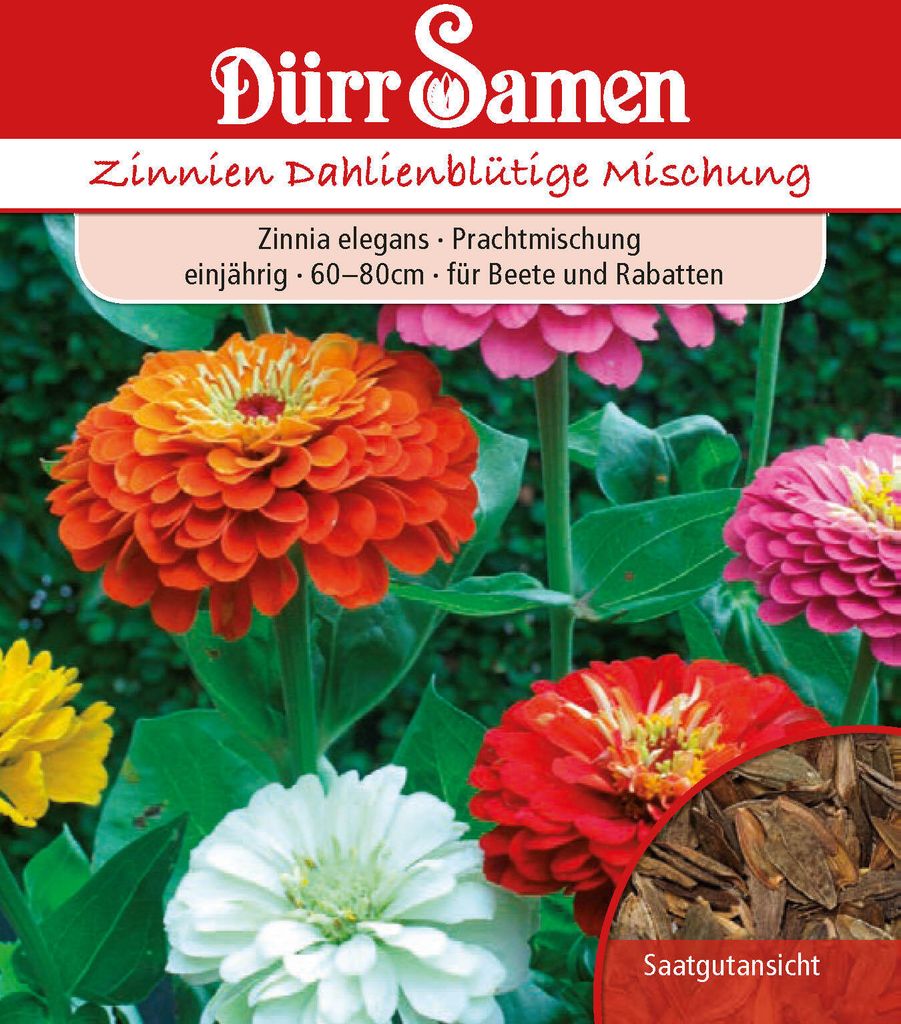 Zinnie dahlienblütige Mischung | Zinniensamen von Dürr Samen