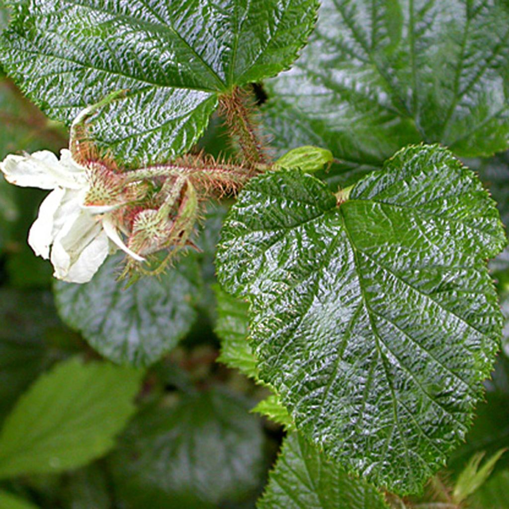 6 x čínsky ostružník - Rubus tricolor | Topf 9cm x 9cm Obrázok produktu 