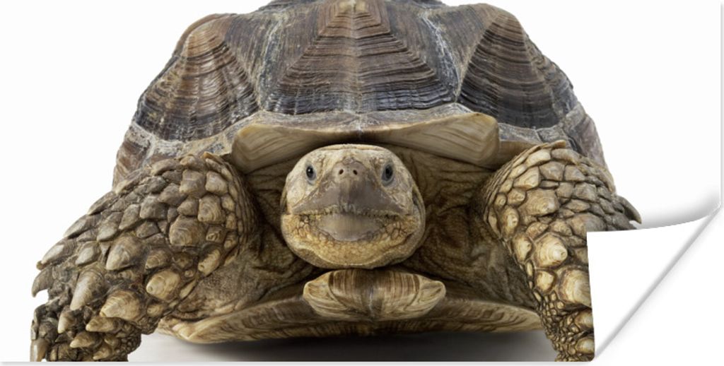 MuchoWow Poster Schildkröte - Tiere - Weiß 40x20 cm - Poster für die Wand - Poster Schlafzimmer