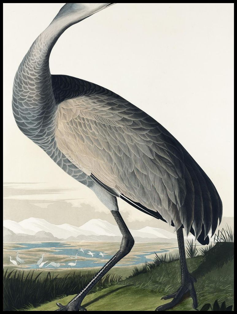 Plakat 75x100cm Kranich, J.J. Audubon Vintage für das Wohnzimmer