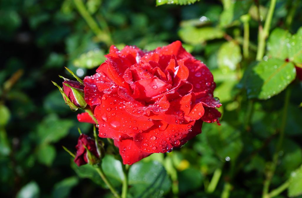 hansepuzzle 98865 - Rose Puzzle, 500 Teile, Natur, 46,0 x 30,0cm mit hochwertiger Aufbewahrung, Kartonbox und wiederverschließbarem Beutel