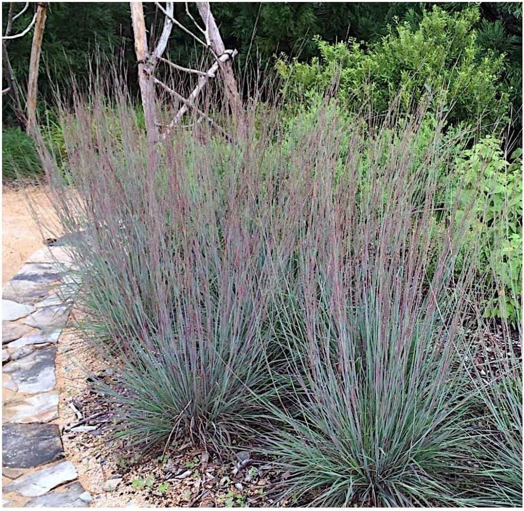 Stauden Gänge 10 x Schizachyrium scoparium 'Blue Heaven’ im 1 Liter Topf - Kleines Präriegras - Blaugraue Schönheit für stilvolle Akzente